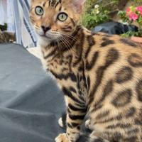 Gattino Bengal maschietto 4 mesi e mezzo