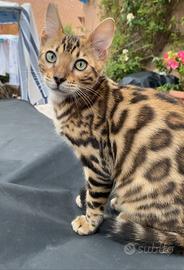 Gattino Bengal maschietto 4 mesi e mezzo