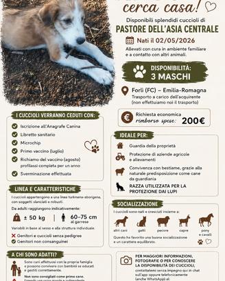 Artù: Cucciolo Pastore Asia Centrale