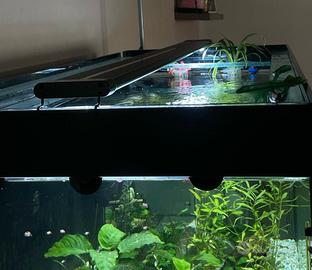 Acquario 432 litri