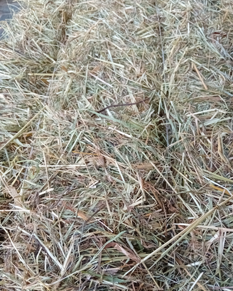 Fieno di prato per capre e cavalli