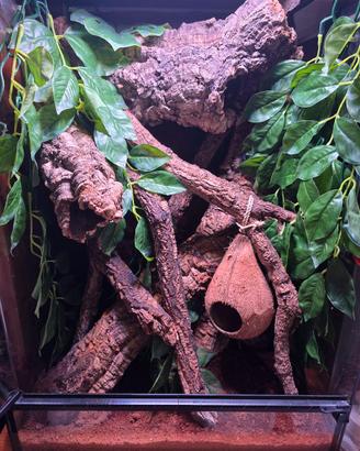 Terrario allestito 60x40