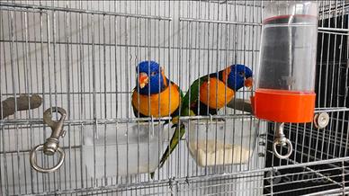 Lori arcobaleno Trichoglossus rubritorquis