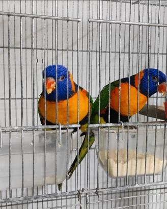 Lori arcobaleno Trichoglossus rubritorquis