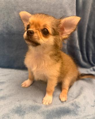 Chihuahua a pelo lungo