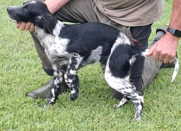 Setter Inglese - genealogia da campioni di lavoro