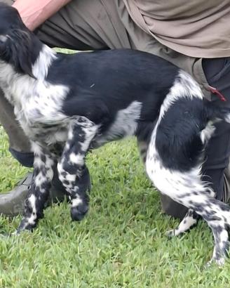 Setter Inglese - genealogia da campioni di lavoro