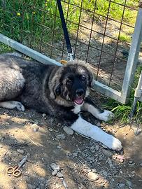 Splendido cane del Caucaso di mesi 4
