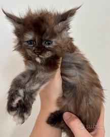 Maine coon