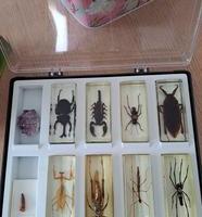 Collezione Insetti in resina