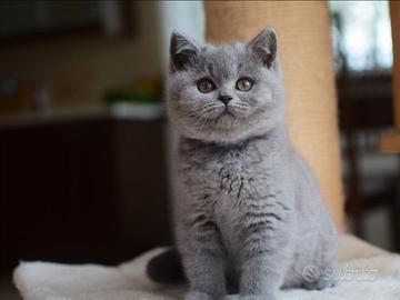 Cuccioli British shorthair/ fold