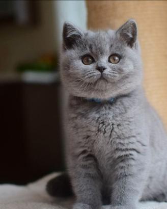 Cuccioli British shorthair/ fold