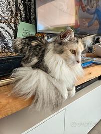 Maine coon accoppiamento