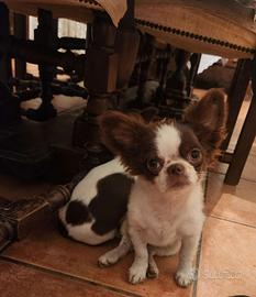 Cuccioli di chihuahua