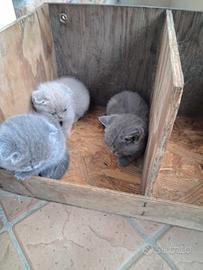 Cuccioli Scottish fold