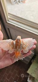 cardinalini