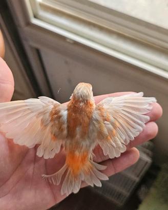 cardinalini