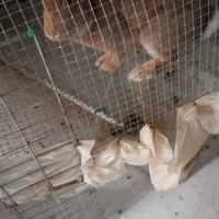 Coniglio maschio per produzione