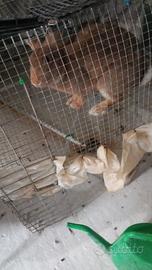 Coniglio maschio per produzione