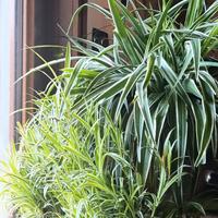 Clorofito gigante (pianta ragno)