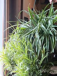 Clorofito gigante (pianta ragno)