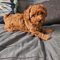 Barboncino toy colore rosso