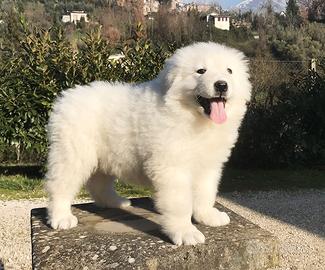 Pastore maremmano abruzzese linea marsicano