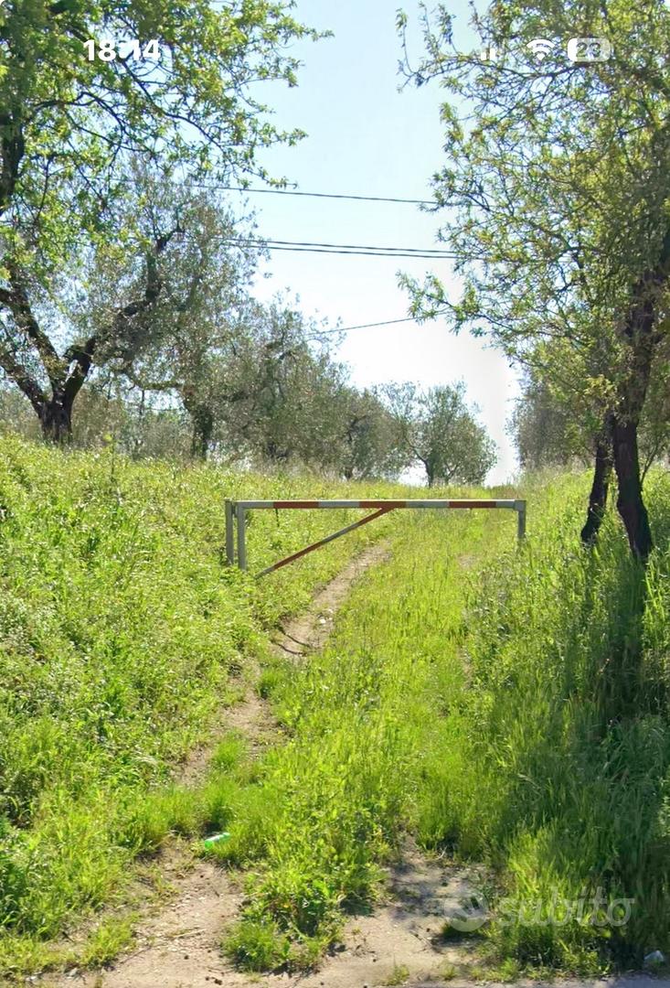 Uliveto FRONTE STRADA VIA SAN PAOLO SAN SEVERO - Vista 3