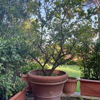 Albero limoni