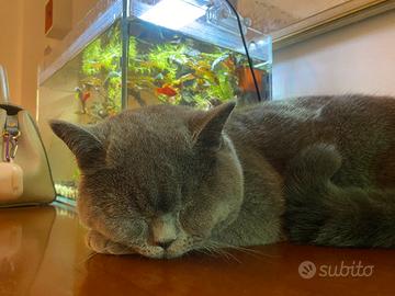 British shorthair maschio accoppiamento