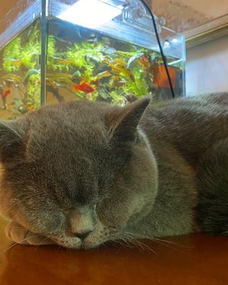 British shorthair maschio accoppiamento