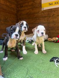 Boxer