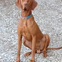 Bracco Ungherese per accoppiamento