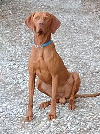 Bracco Ungherese per accoppiamento