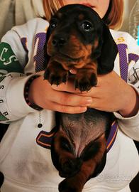 Cuccioli bassotti nani