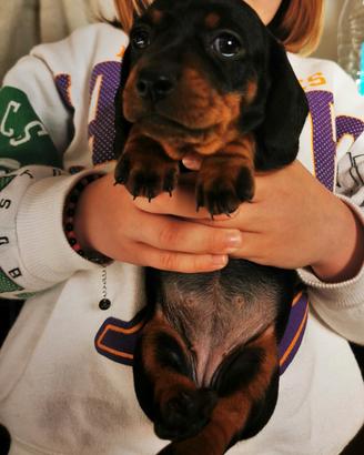 Cuccioli bassotti nani