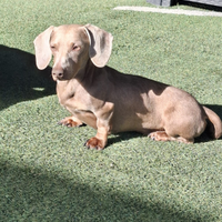 Bassotto cuccioli