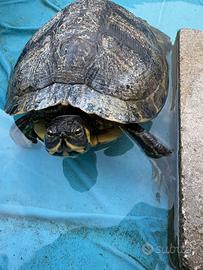 Tartarughe