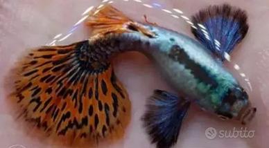 GUPPY dumbo - multicolor - snow white - endler