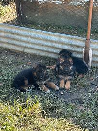 Cuccioli di Pastore Tedesco