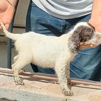 Rimasta ultima cucciola setter inglese