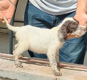 Rimasta ultima cucciola setter inglese