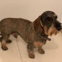 Monta bassotto a pelo duro