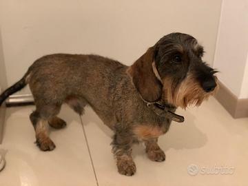 Monta bassotto a pelo duro