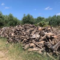 Legna di ulivo