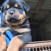 Cuccioli di Rottweiler