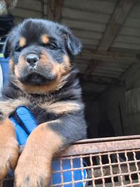 Cuccioli di Rottweiler