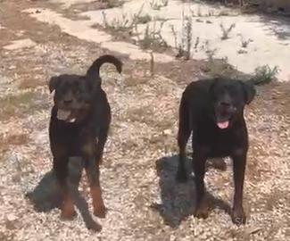 Disponibili cuccioloni femmine di ROTTWEILER