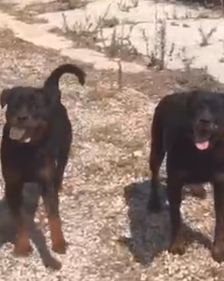 Disponibili cuccioloni femmine di ROTTWEILER