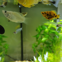 Guppy, molly baloon, neocaridine, physia